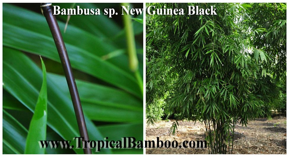 Tropical Bamboo Nursery Gardens The Plant Source Tropical Bamboo Nursery Gardens The