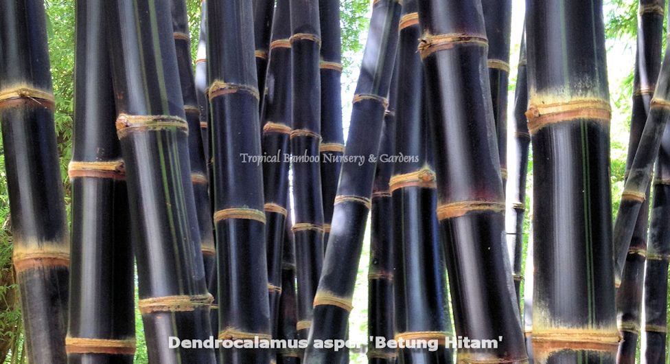 Tropical Bamboo Nursery Gardens The Plant Source Tropical Bamboo Nursery Gardens The