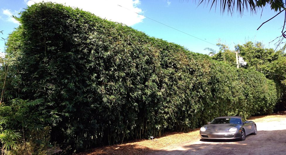 Tropical Bamboo Nursery Gardens The Plant Source Tropical Bamboo Nursery Gardens The