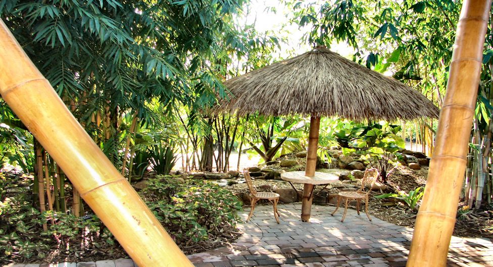 Tropical Bamboo Nursery Gardens The Plant Source