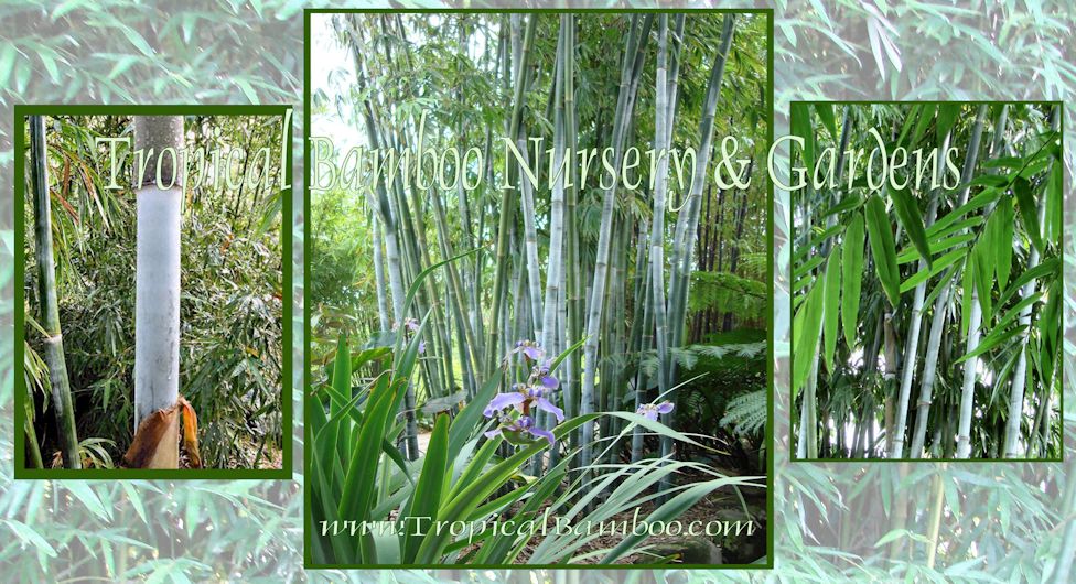 Tropical Bamboo Nursery & Gardens The Bamboo Plant Source