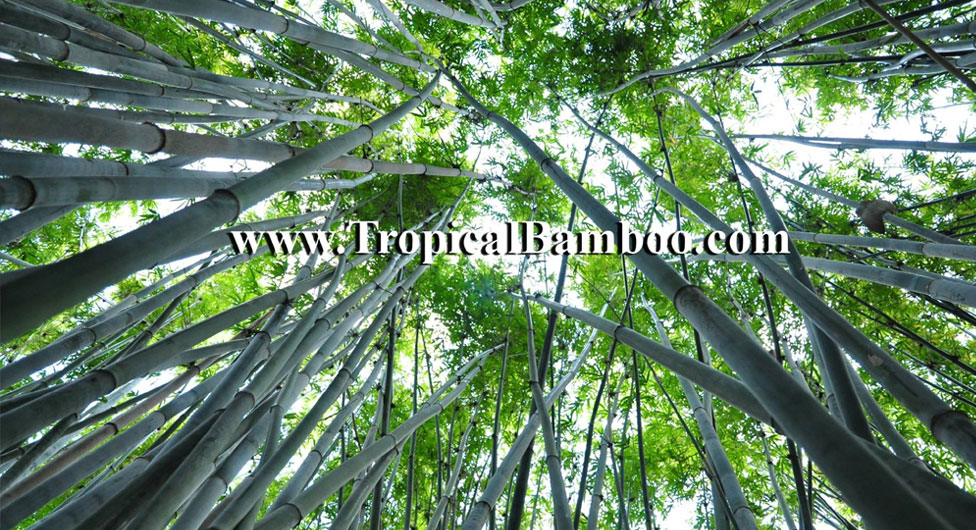 Tropical Bamboo Nursery & Gardens The Bamboo Plant Source