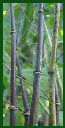 Click for Bamboo Plant Photos