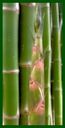 Click for Bamboo Plant Photos