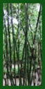 Click for Bamboo Plant Photos