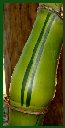 Click for Bamboo Plant Photos