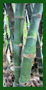 Click for Bamboo Plant Photos