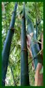 Click for Bamboo Plant Photos