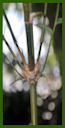 Click for Bamboo Plant Photos