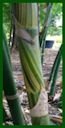 Click for Bamboo Plant Photos