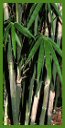 Click for Bamboo Plant Photos