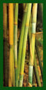 Click for Bamboo Plant Photos