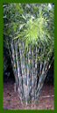 Click for Bamboo Plant Photos