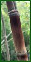 Click for Bamboo Plant Photos