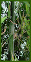 Click for Bamboo Plant Photos