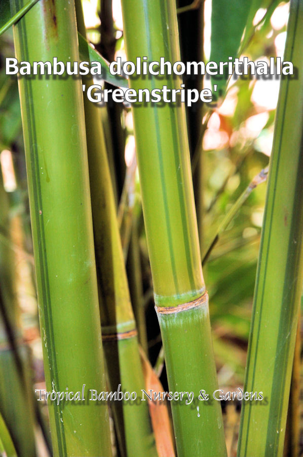 Tropical Bamboo Nursery & Gardens - Tropical Bamboo Plant List