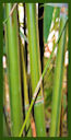 Click for Bamboo Plant Photos