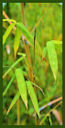 Click for Bamboo Plant Photos