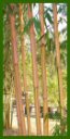 Click for Bamboo Plant Photos