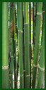 Click for Bamboo Plant Photos