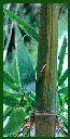 Click for Bamboo Plant Photos