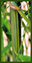 Click for Bamboo Plant Photos