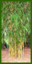 Click for Bamboo Plant Photos