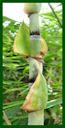 Click for Bamboo Plant Photos