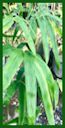 Click for Bamboo Plant Photos