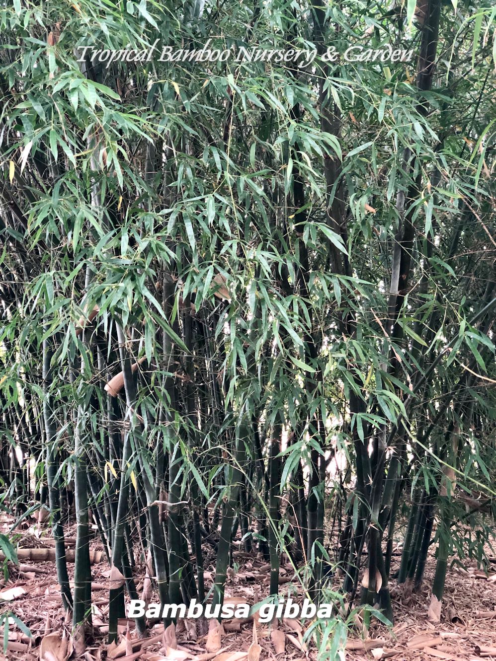 Tropical Bamboo Nursery & Gardens - Tropical Bamboo Plant List