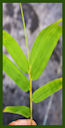 Click for Bamboo Plant Photos