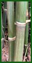 Click for Bamboo Plant Photos