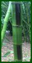 Click for Bamboo Plant Photos