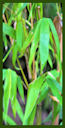 Click for Bamboo Plant Photos