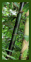 Click for Bamboo Plant Photos