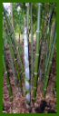 Click for Bamboo Plant Photos