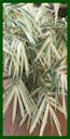 Click for Bamboo Plant Photos