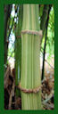 Click for Bamboo Plant Photos