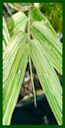 Click for Bamboo Plant Photos