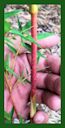 Click for Bamboo Plant Photos