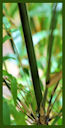 Click for Bamboo Plant Photos