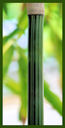 Click for Bamboo Plant Photos