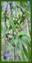 Click for Bamboo Plant Photos