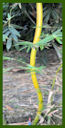 Click for Bamboo Plant Photos