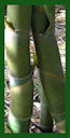 Click for Bamboo Plant Photos