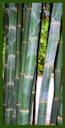 Click for Bamboo Plant Photos