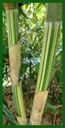 Click for Bamboo Plant Photos