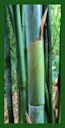 Click for Bamboo Plant Photos