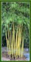 Click for Bamboo Plant Photos