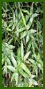 Click for Bamboo Plant Photos